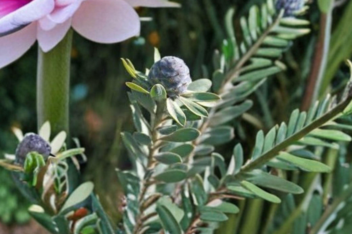 5 Leucadendron pubescens Seeds β Rare South African Shrub β Protea Family β Drought Tolerant β Collector Seeds