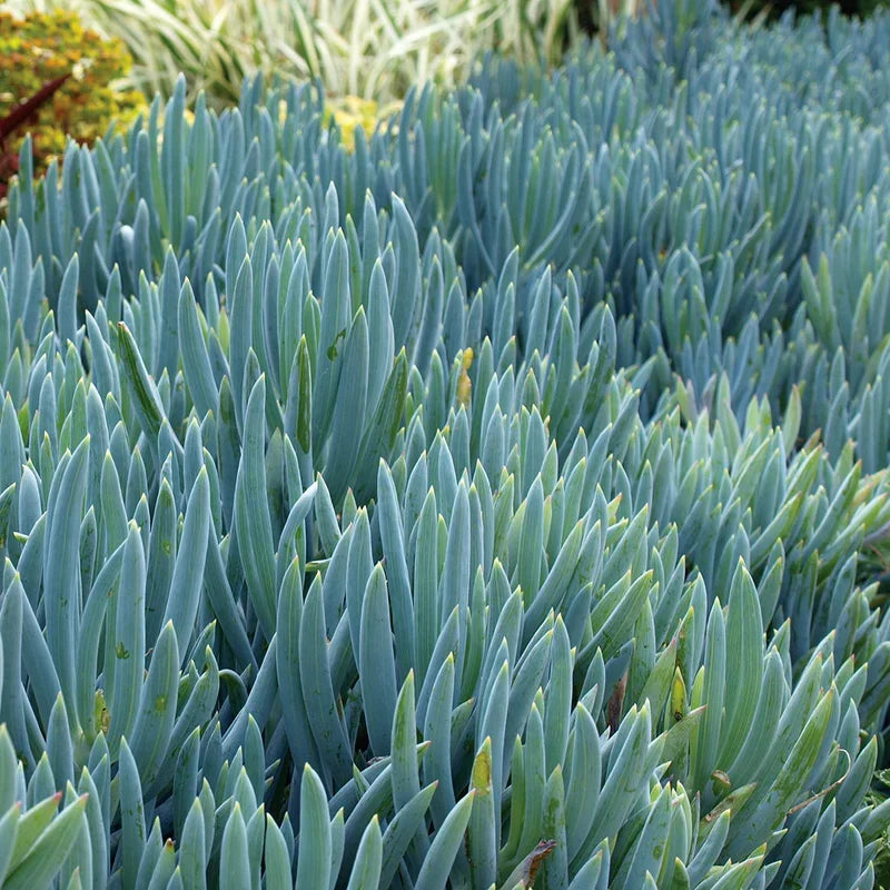 Blue Chalkstick Succulent 4 Inch Pot, Senecio serpens, Curio repens, Drought Tolerant, Blue Foliage, Low Maintenance Indoor Outdoor Plant
