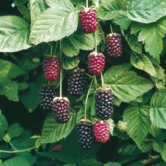 Boysenberry Plant Bare Root Starter Thornless Hybrid Blackberry Raspberry Berry Bush