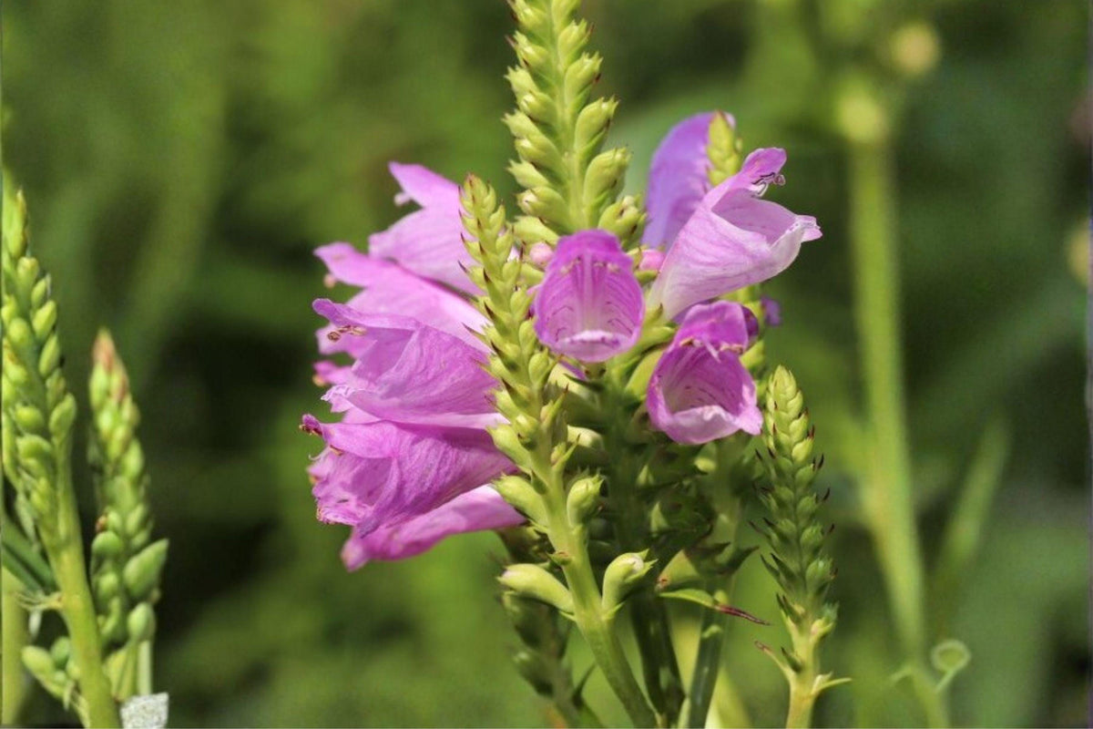 50 Obedient Plant Seeds โ Physostegia virginiana โ Native Perennial โ Pollinator Friendly โ Pink Flower Seeds