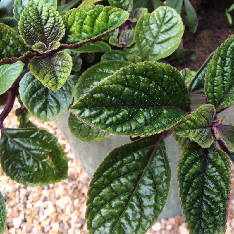 Purple Swedish Ivy Cuttings – 4 Unrooted Millionaria Starts – Ornamental Purple Vine – Indoor Outdoor Plant – Planta del Dinero Morada