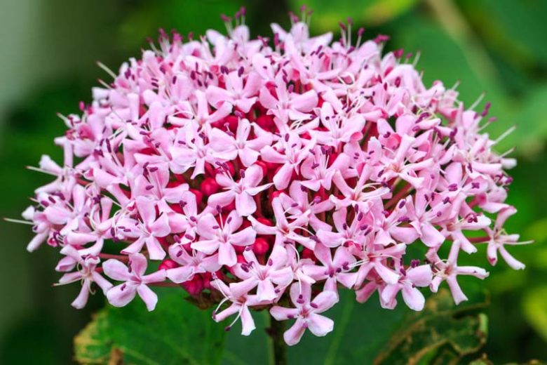 Pink Clerodendrum Rooted Cuttings – Live Tropical Flowering Shrubs for Garden Beds, Borders & Containers