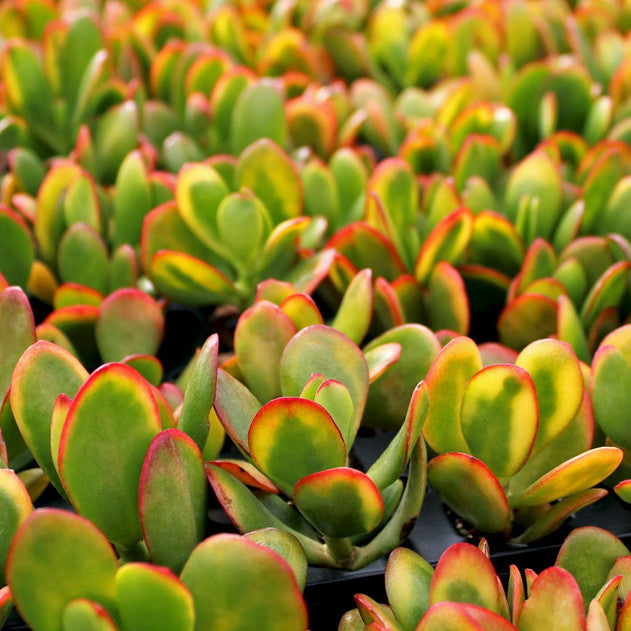 Sunset Jade Plant Cuttings – Crassula Ovata – Unrooted Succulent Stems for Propagation – Indoor Garden, Easy to Grow, Colorful Foliage