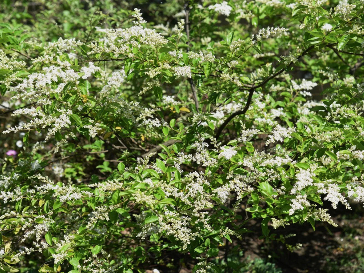 20 Chinese Privet Hedge Cuttings β Ligustrum sinense, Fast-Growing Privacy Bush, Unrooted Starts for Landscaping & Propagation