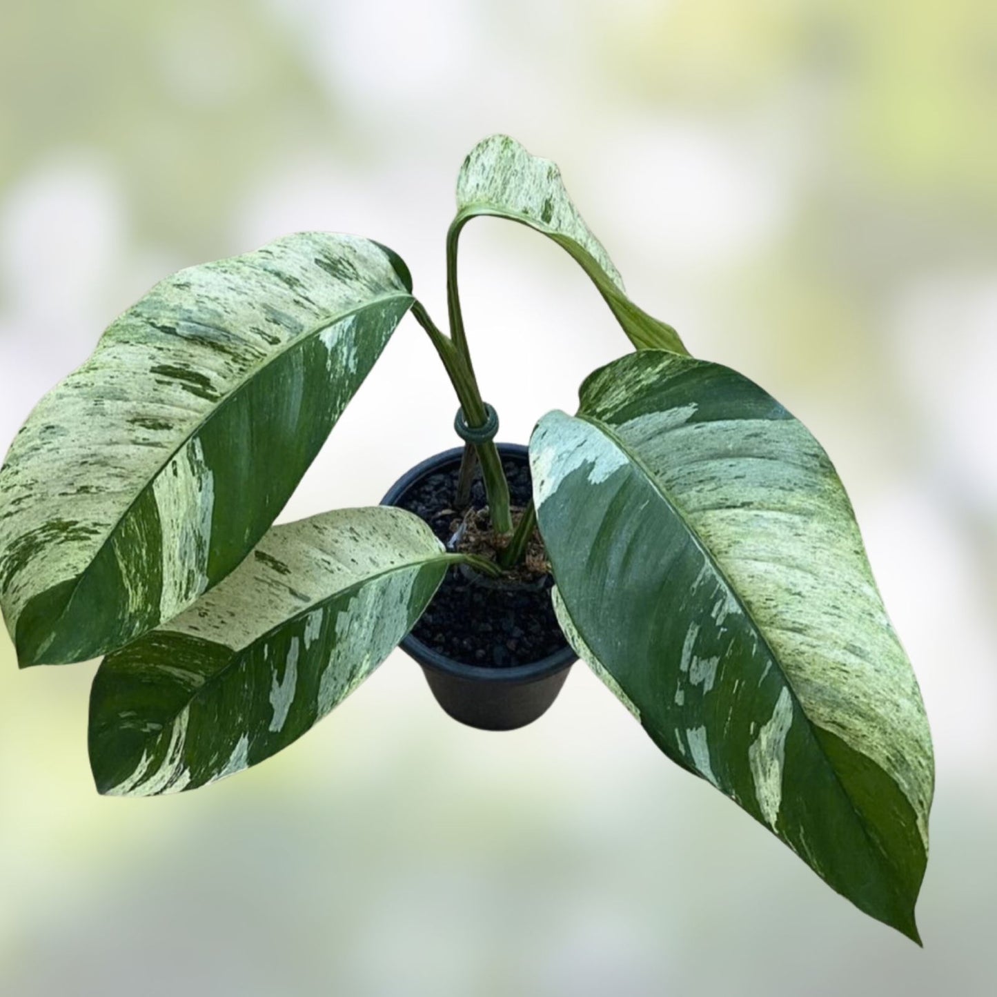 Variegated Epipremnum Giganteum Blue Java Tricolor Plant – Live Indoor Houseplant, Unique Foliage, Cutting, Starter Plant