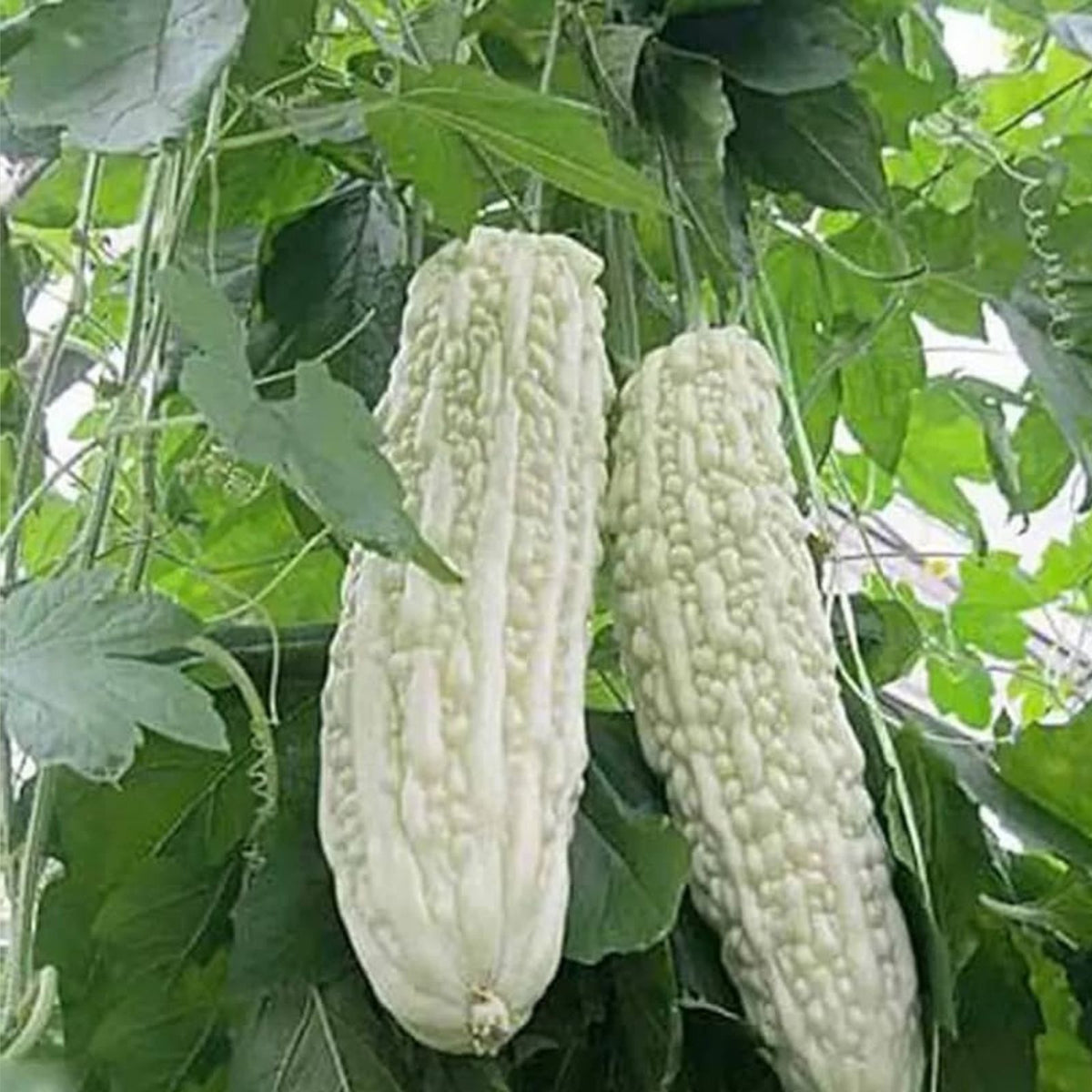 Exotic Bitter Gourd Seeds 10 Pack White Variety Momordica charantia Edible Vegetable Seeds for Planting, Easy to Grow