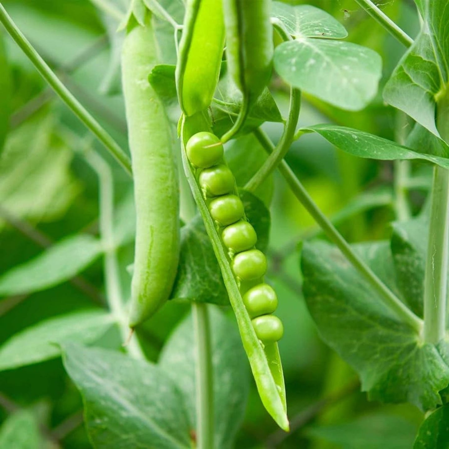 Organic Green Pea Seeds Pisum sativum Garden Vegetable Seeds 8 oz Non-GMO Heirloom Planting Starter