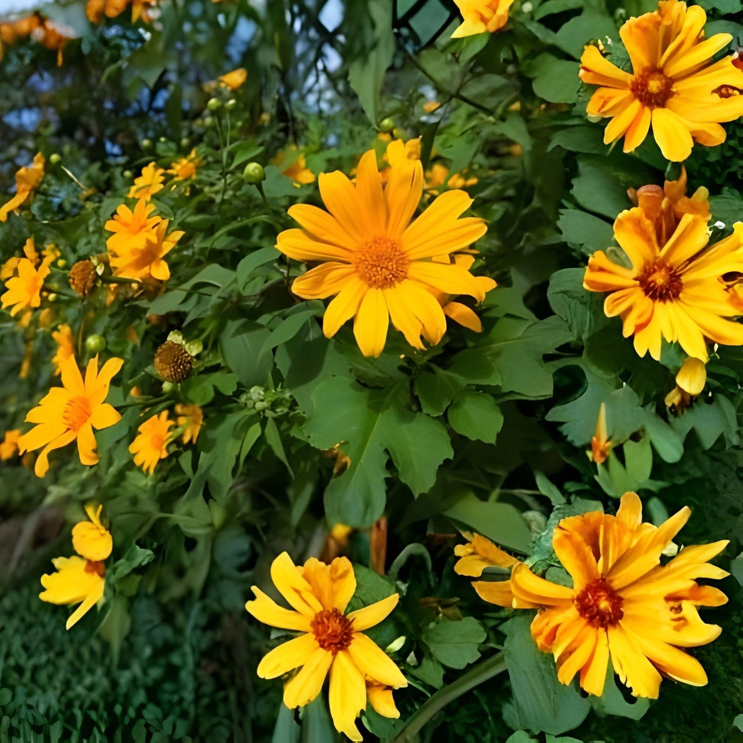 Mexican Sunflower Cuttings Tithonia diversifolia Tropical Plant 8 Inch Starter Plants 10 Pack