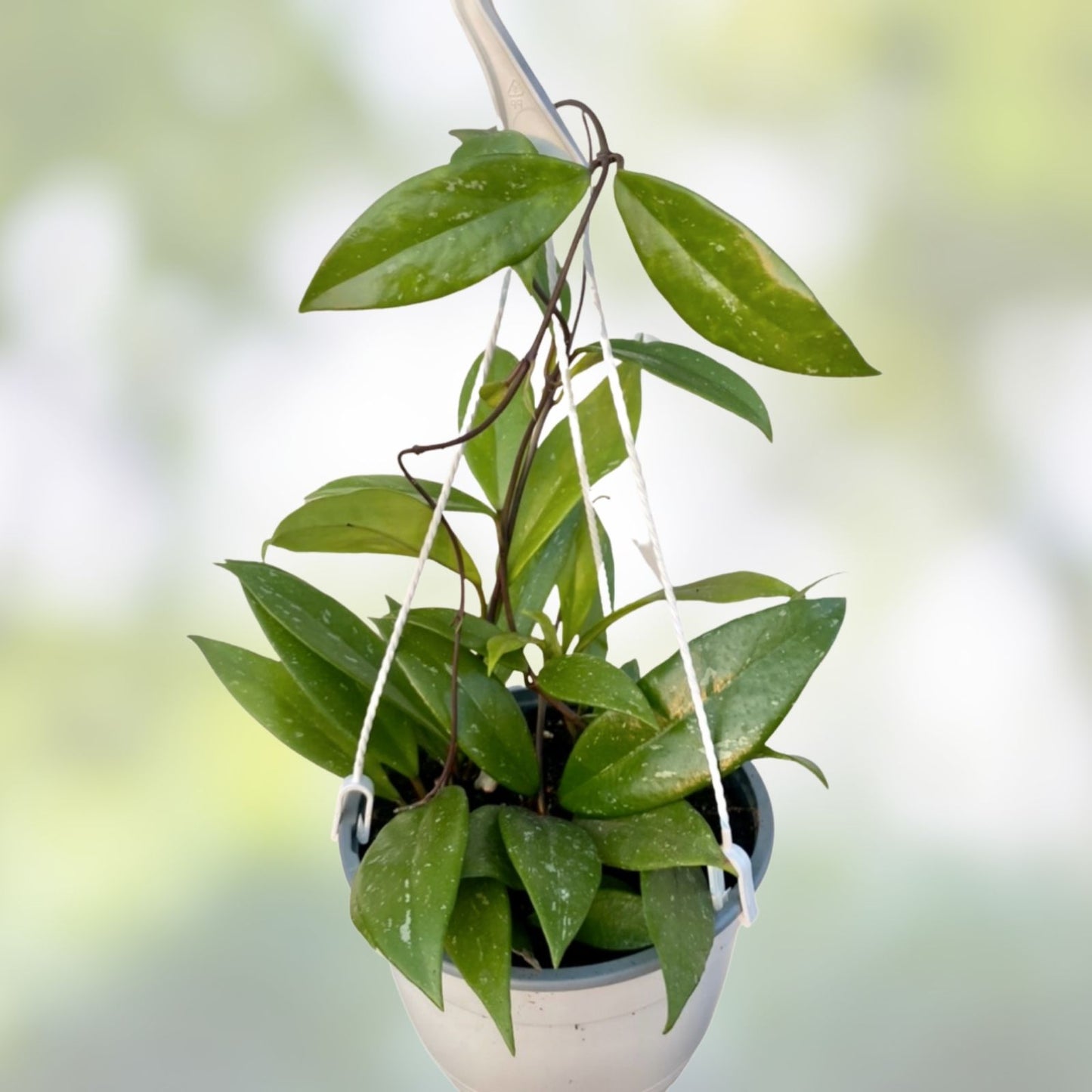 Hoya Publicalyx Hanging Basket | Live Indoor Houseplants | Easy Care, Well-Grown, 3 Varieties, Indoor Decor