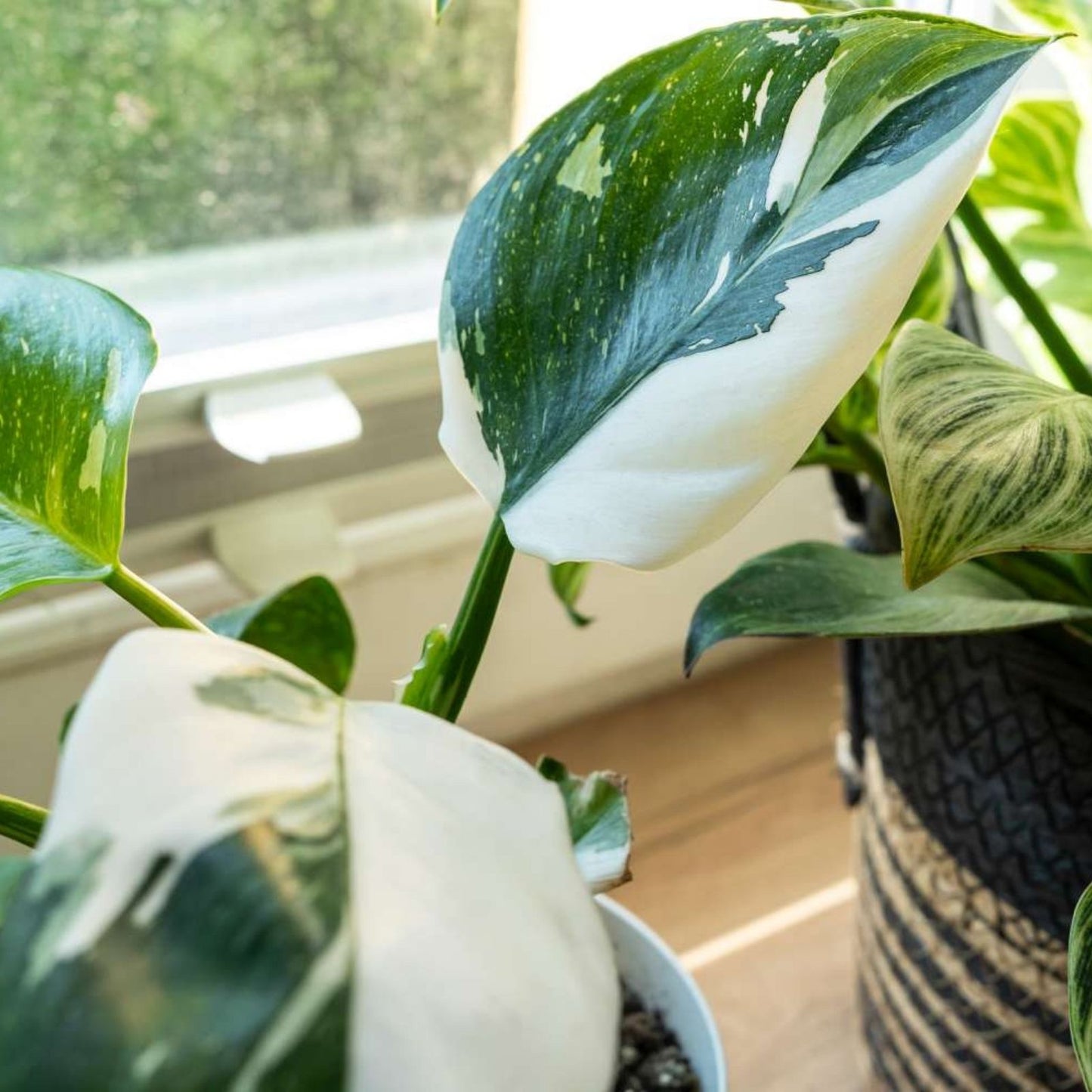 White Princess Variegated Philodendron Starter Plant, Live Houseplant, Small Rooted Cutting, Rare Indoor Plant