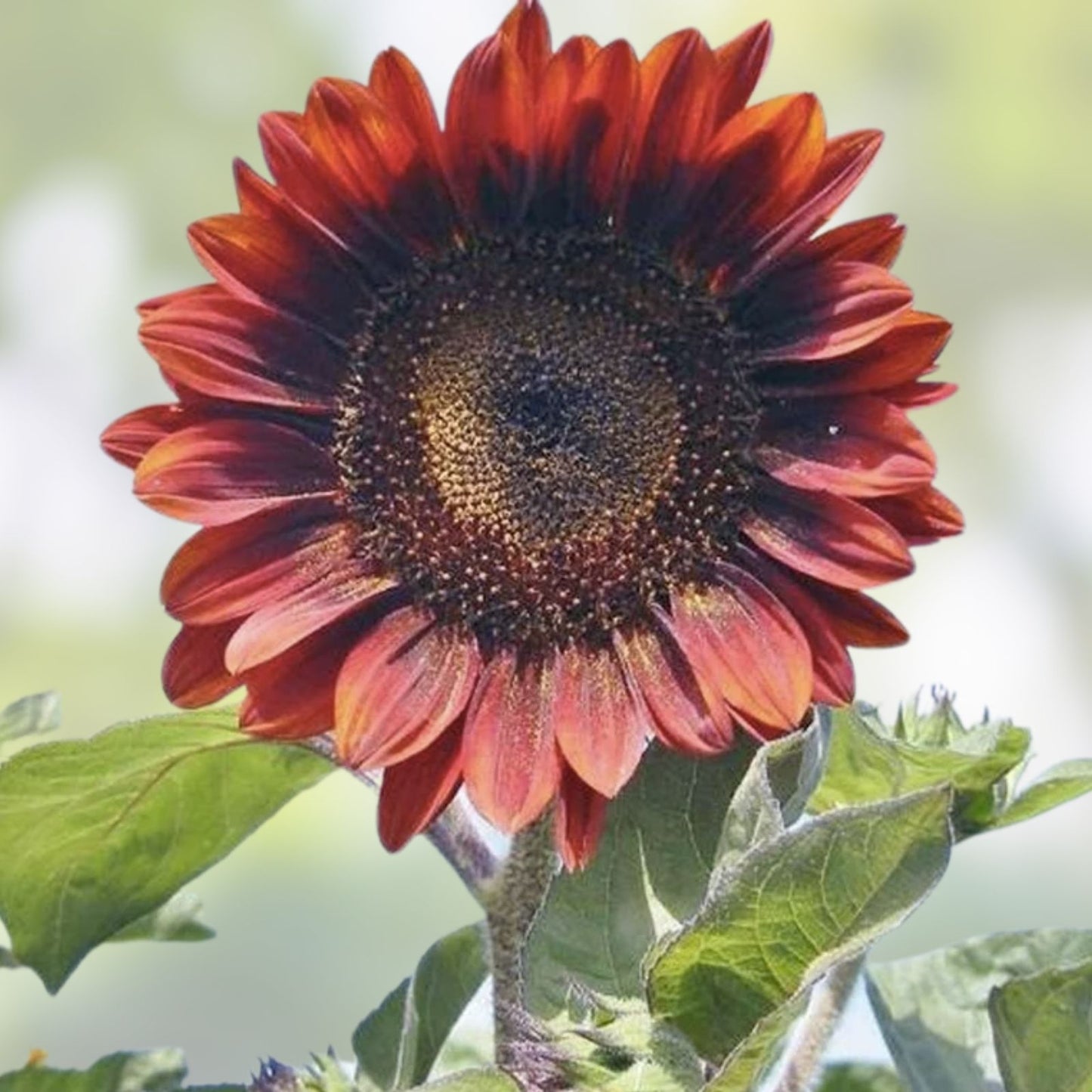 Red Sunflower Seeds 50 Pack | Helianthus annuus Bright Red Blooms | Easy to Grow Live Plant Cutting or Bare Root Starter