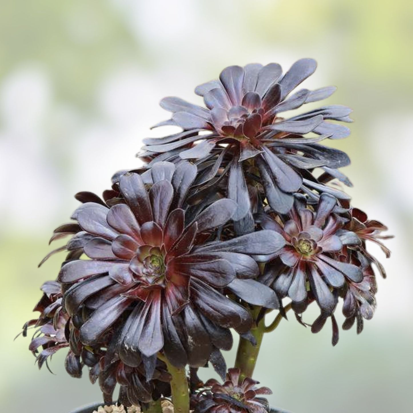 Black Rose Aeonium Arboreum 'Schwarzkopf' Succulent Cutting – Live Houseplant, 8" Starter Plant for Garden and Decor