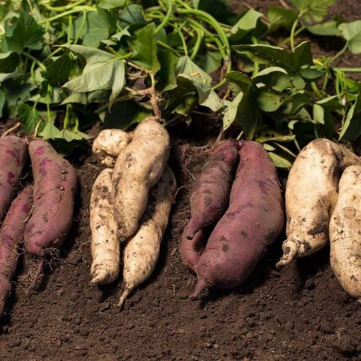 Purple Skin White Sweet Potato Slips 10 Organic Cuttings, Ipomoea batatas, Edible Root Vegetable, Sweet Potato Vine, Fast Shipping