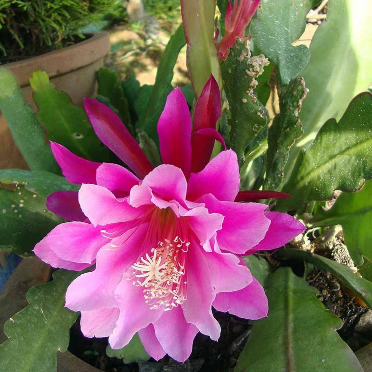Coral Splash Epiphyllum Cutting Live Succulent Cactus Houseplant Starter Epiphyllum spp.