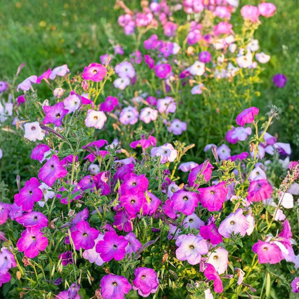 Petunia Seeds 175 Count Perennial & Annual Flower Garden Favorites Flower Seeds Petunia spp.