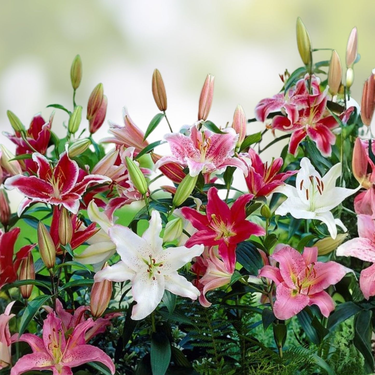 Large Pink Oriental Lily Bulb Smart Romance – Live Flower Bulb for Gardens, Bouquets, Cut Flowers