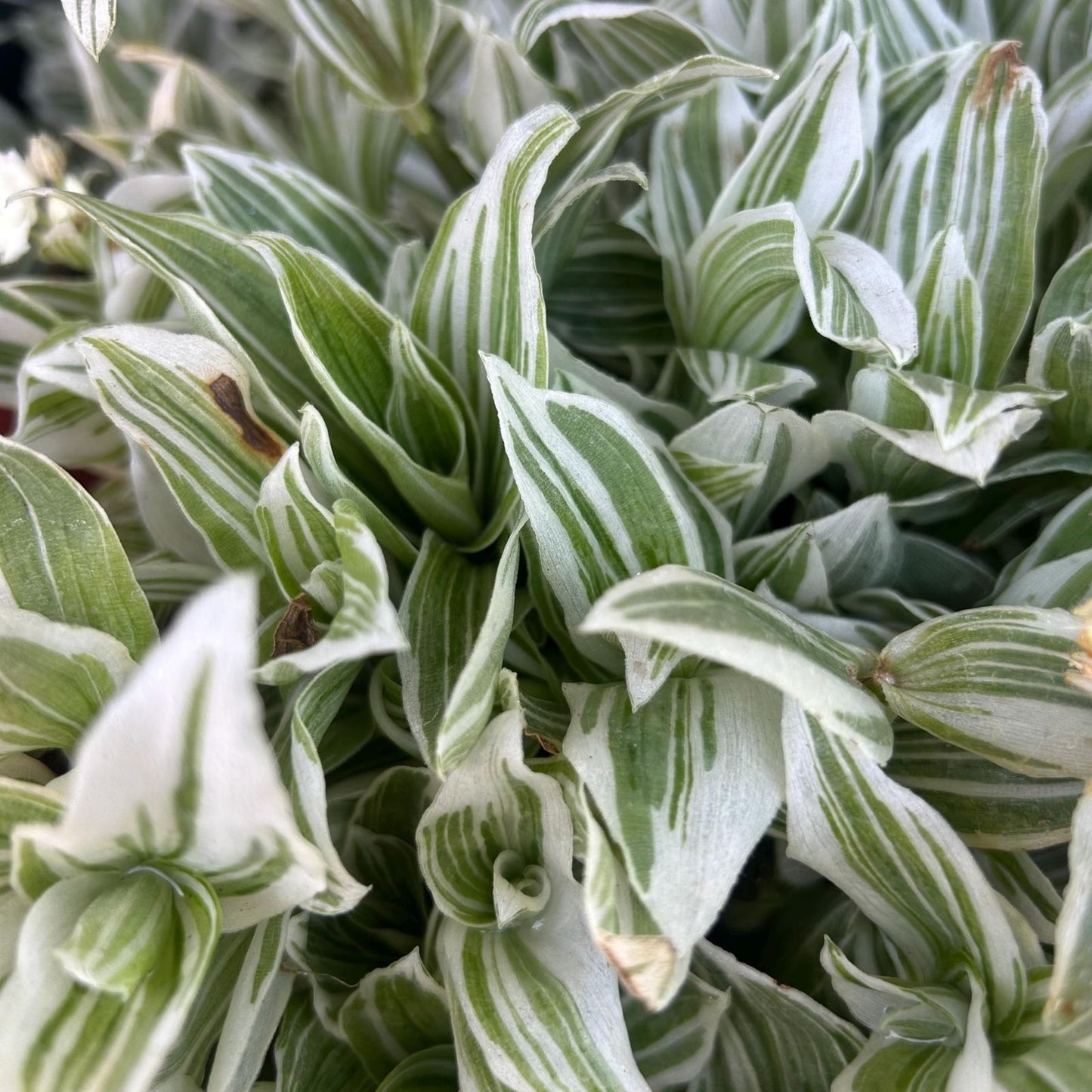 Tradescantia Fluminensis Golden Wing Cutting – Live Indoor Houseplant, Easy Care, Propagation, Wandering Jew Plant