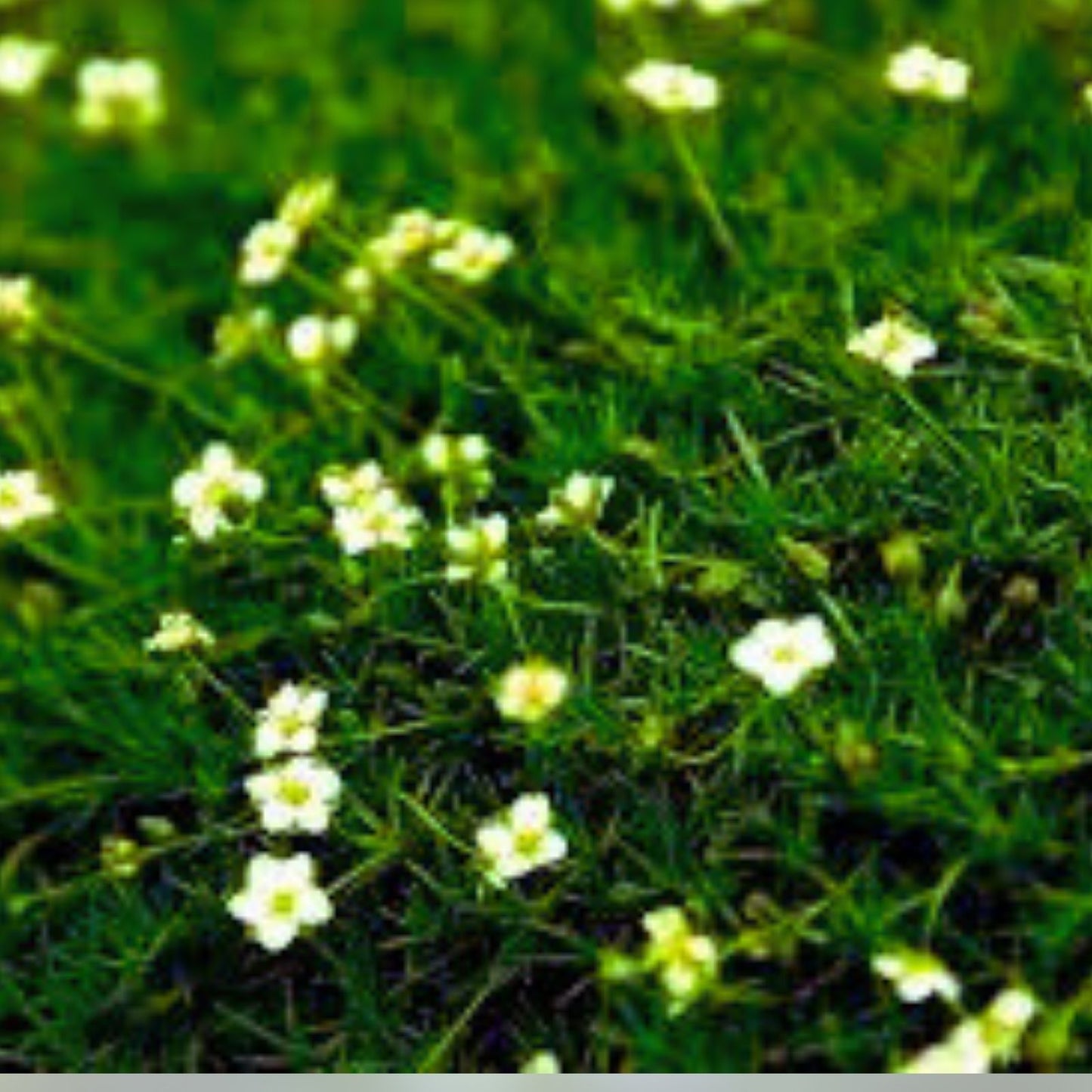 Irish Moss Seeds for Planting - Ground Cover Seeds with Attractive Blooms - Chondrus crispus - Eco-Friendly Garden Kit