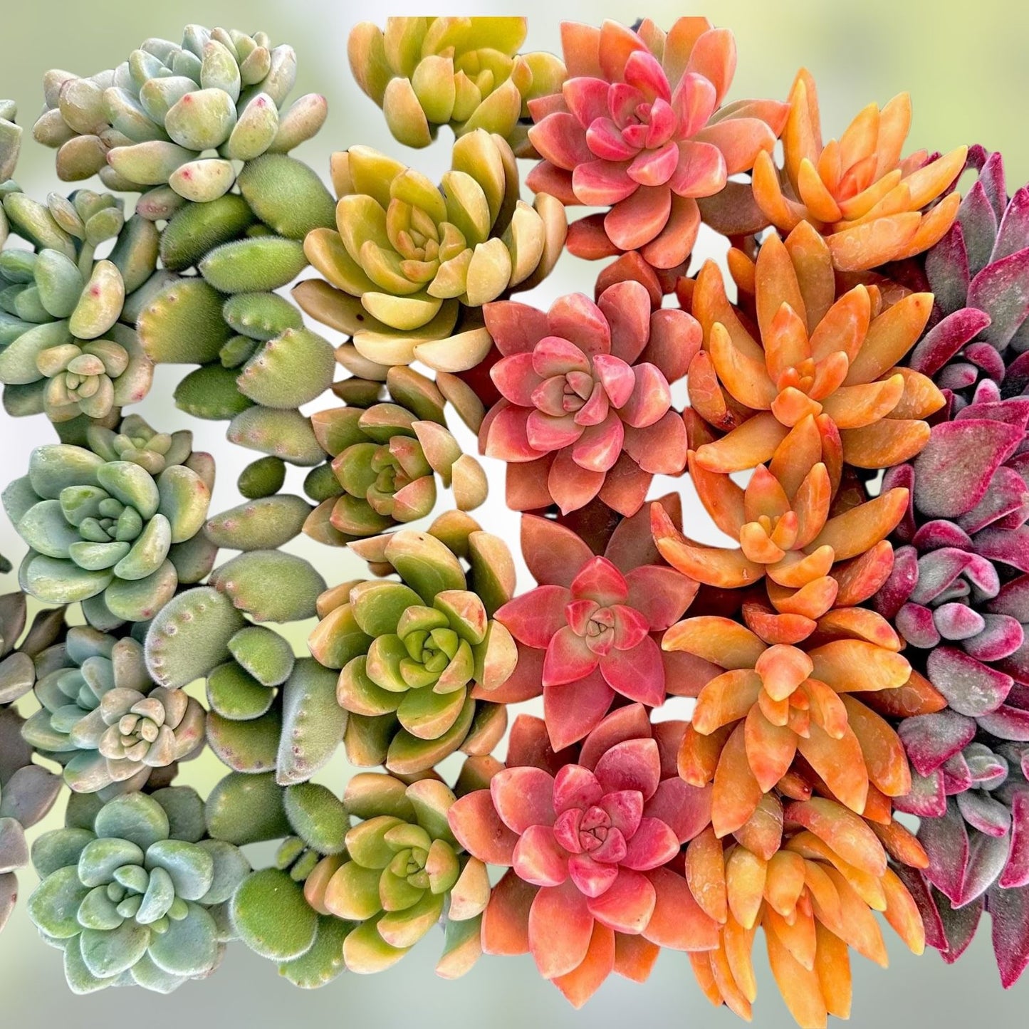 Rainbow Succulent Bundle 9 Live Assorted Succulents Houseplants Garden Decor Gift - Fast Shipping