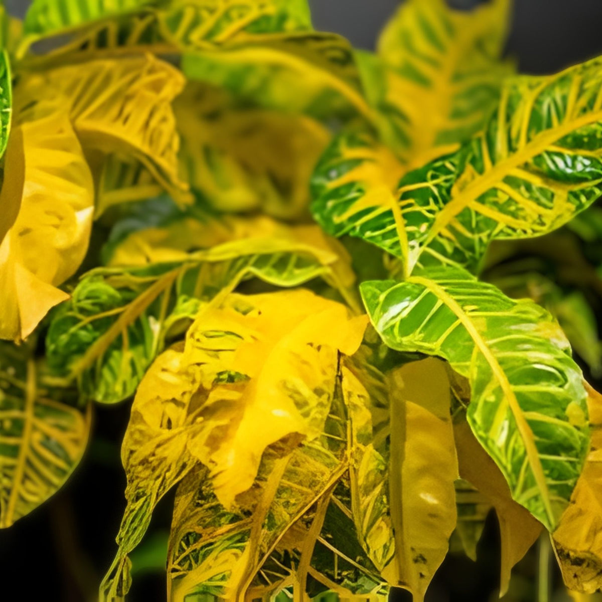 Croton General Padgett 5 Gallon Pot - Codiaeum variegatum - Tropical Ornamental Houseplant for Indoor Gardening