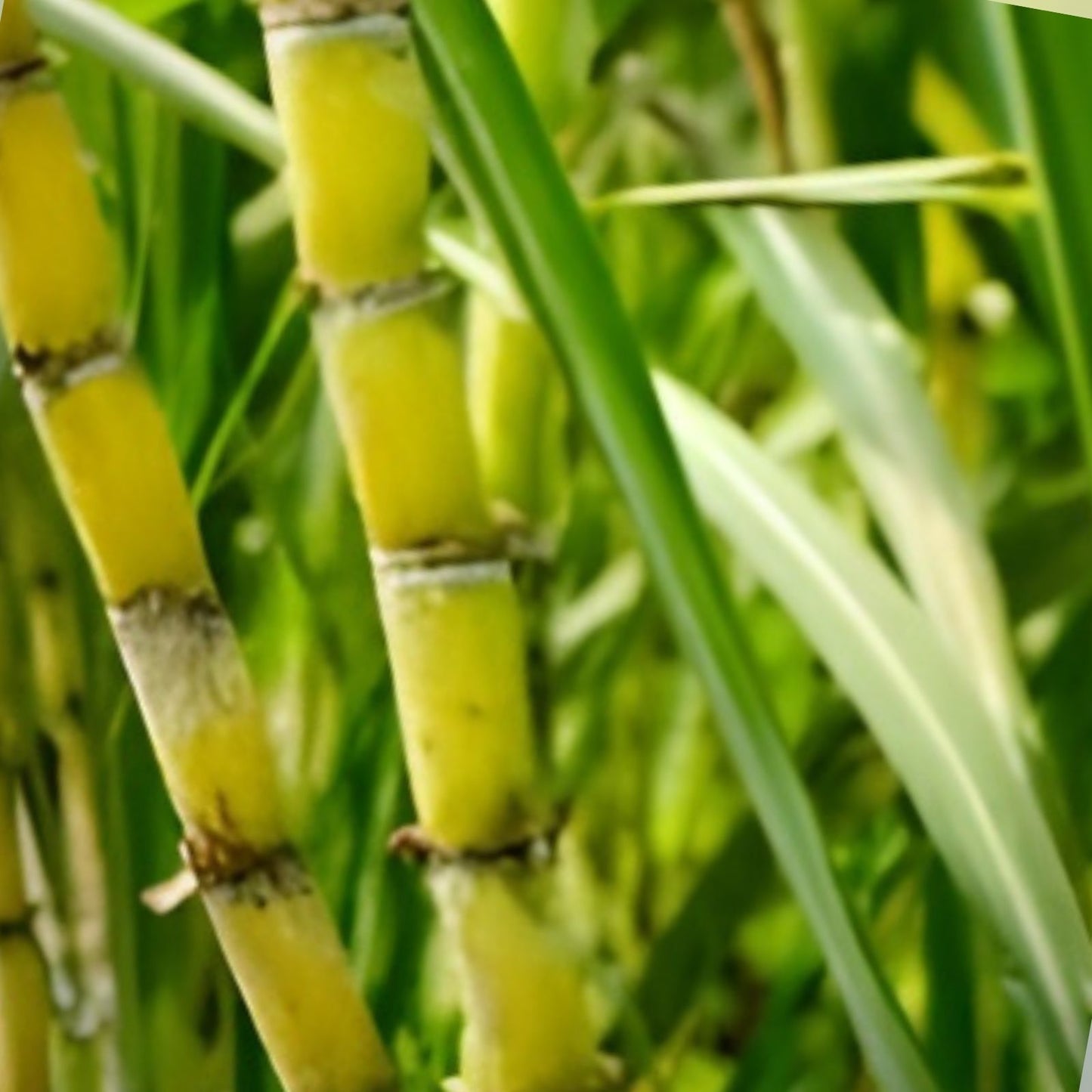 Green Sugarcane Cutting 1+1 PCS Fresh Juicy Live Plant Saccharum officinarum Ready to Plant