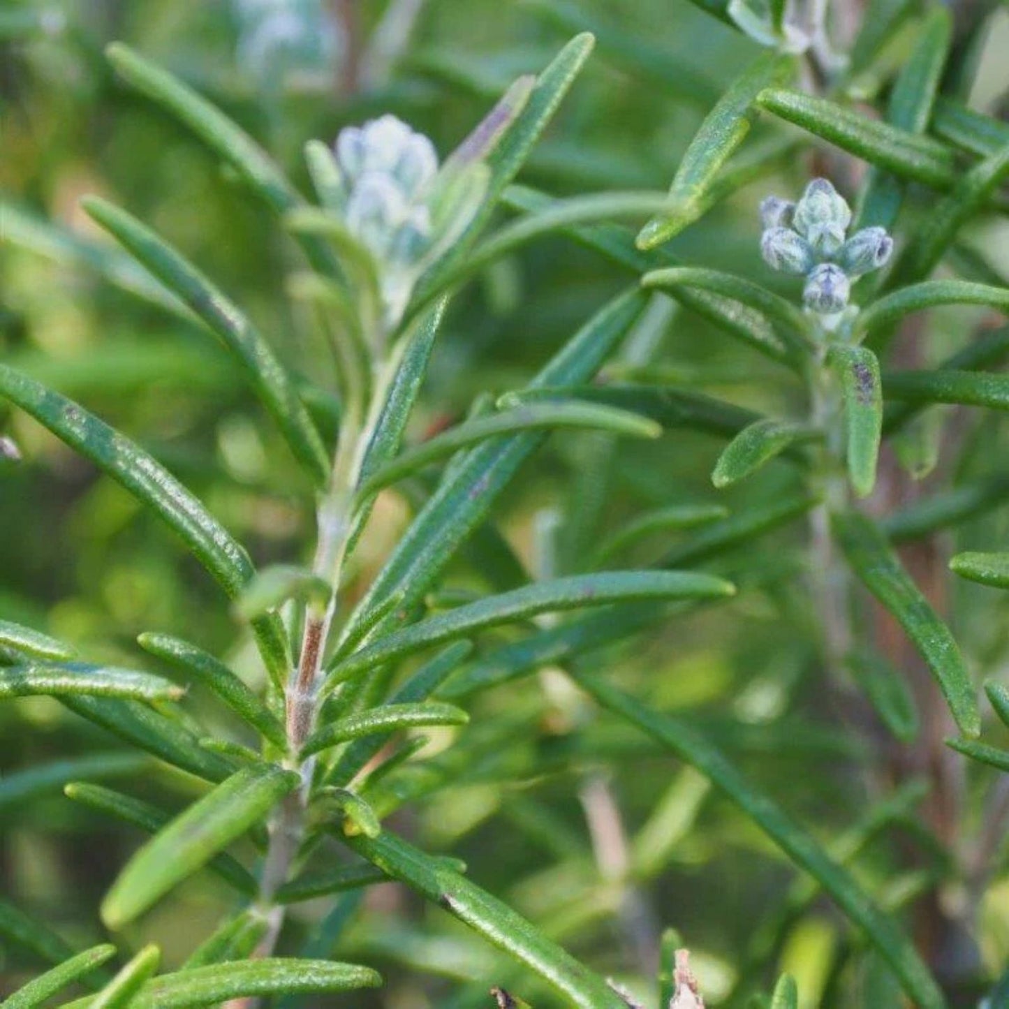 Organic Rosemary Stems 10 Pack - Culinary Herb Cuttings Rosmarinus officinalis, Fresh Live Plant, Herb Gardening, Gourmet Cooking