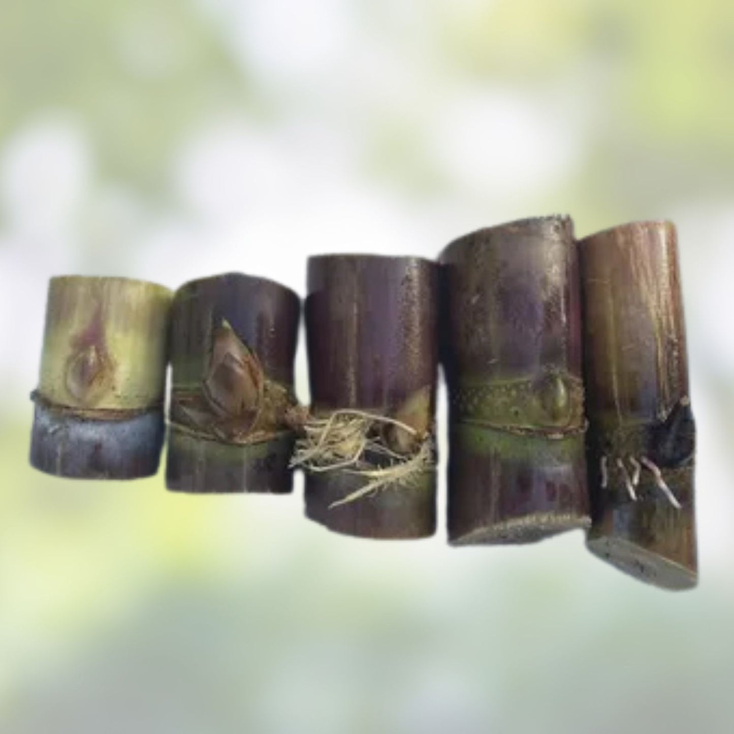 5pcs Sugarcane Cuttings | Live Tropical Plant | Saccharum officinarum | Juicy Sweet Rooted Plant Starter | Fast Growing