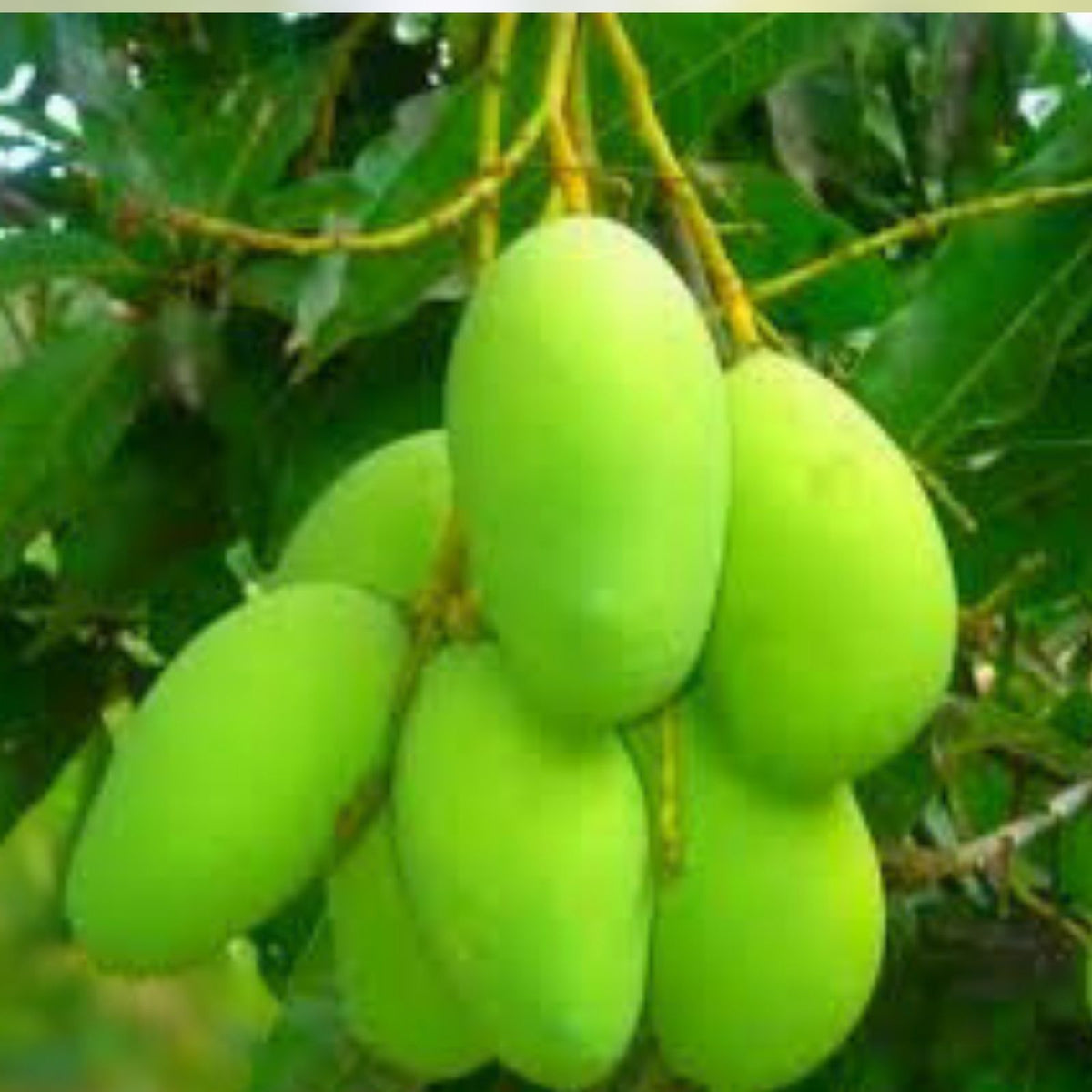 Mango Grafting Cuttings - Venus Variety 3 Bud Wood for Fruit Tree Propagation - Mangifera indica