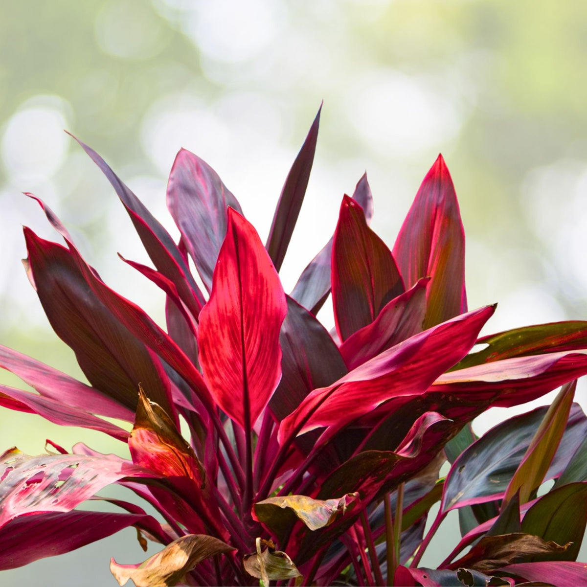 Cordyline Plant 14" Pot Black Magic Tropical - Low-Maintenance Evergreen Shrub - Cordyline fruticosa