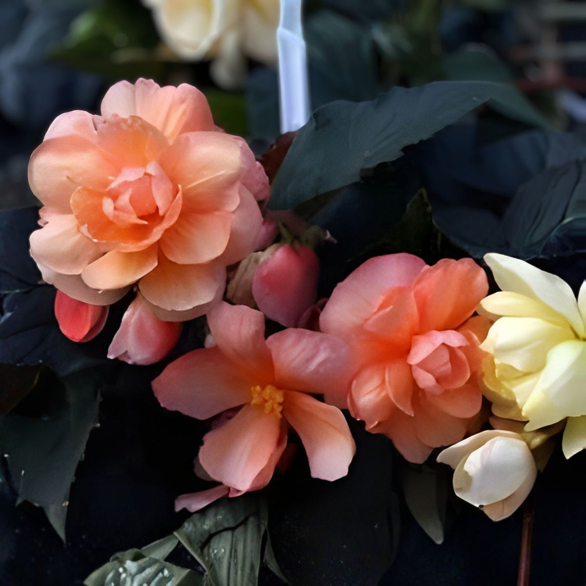 Tender Bloom Begonia Seeds 45 or 125 Count Non-GMO Flower Seeds Begonia semperflorens