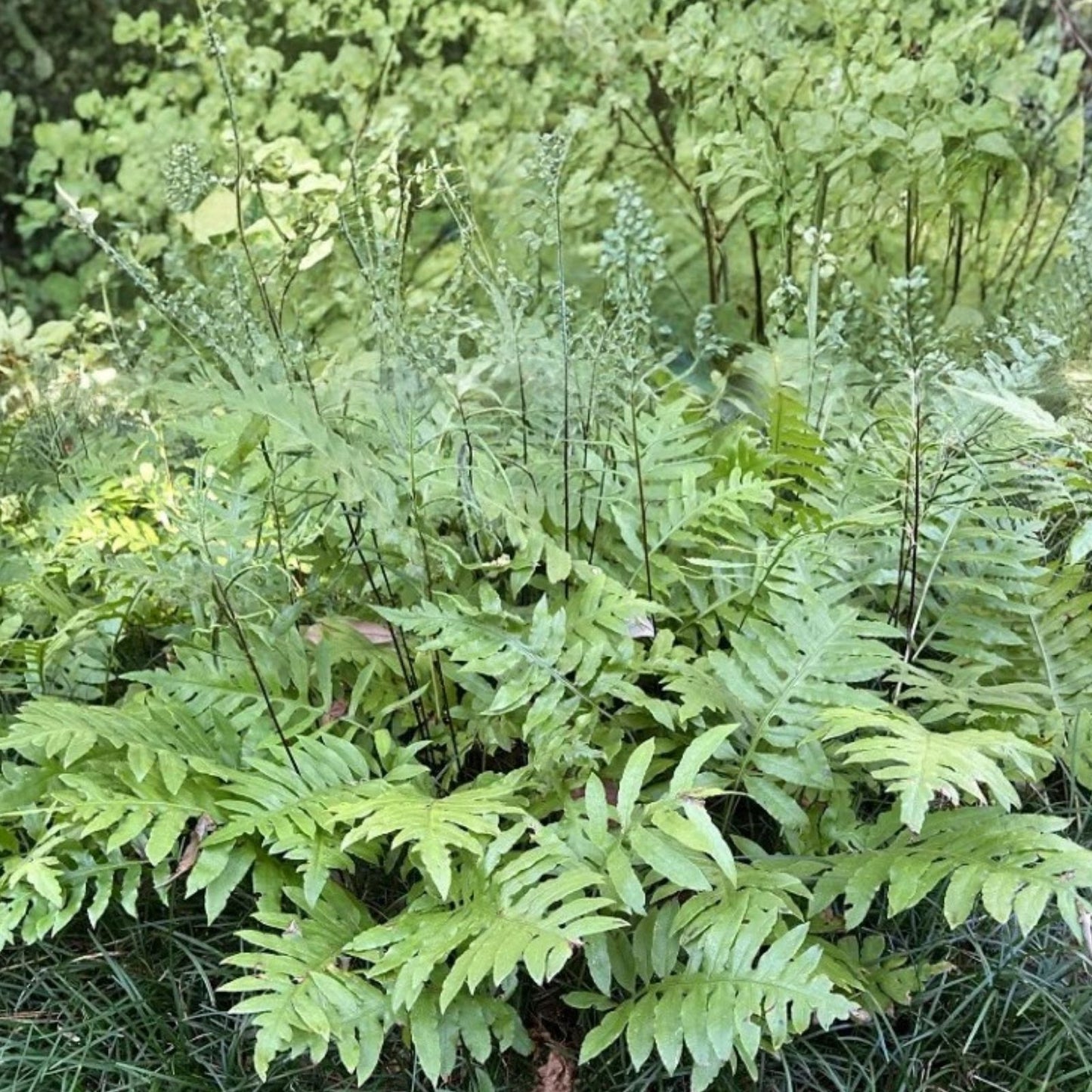 Netted Chain Fern Live Plant Bundle 10-Pack, Woodwardia areolata, Shade Ferns, Live Houseplants, Fern Cuttings, Rare Indoor Plants
