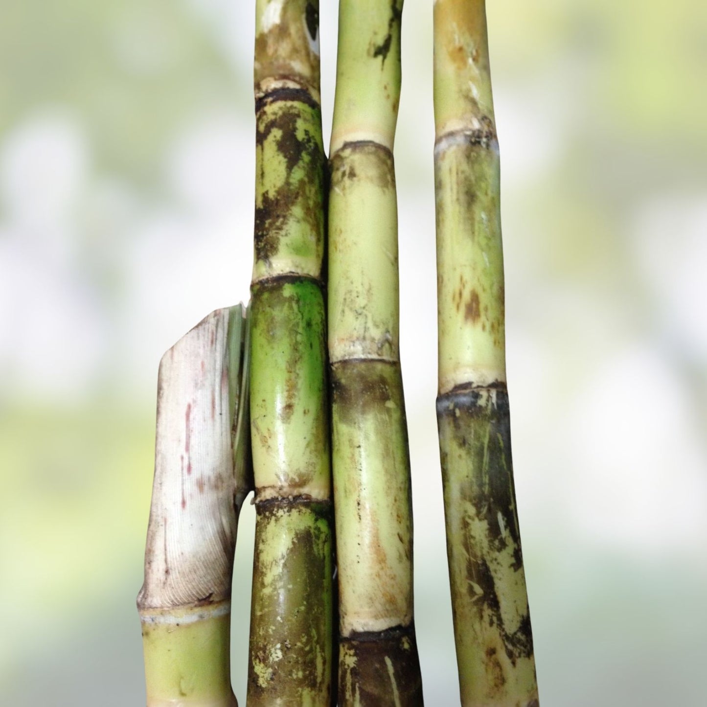 Sugarcane Buds Live Plant Cutting | Heirloom Florida Grown Starter Plant | Fast Growing Bare Root Sugarcane (Saccharum officinarum)