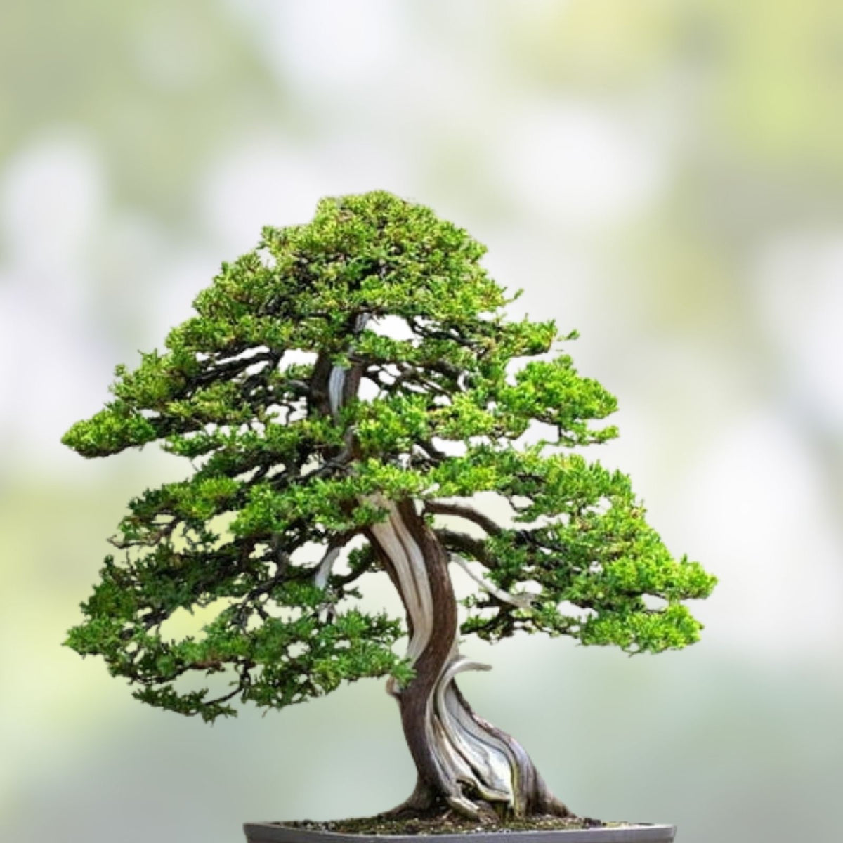 Bonsai Tree Seeds - Juniperus spp. - 10+ Seeds for Cultivation - Prized Juniper Bonsai Seed Pack - bloomhavennursery