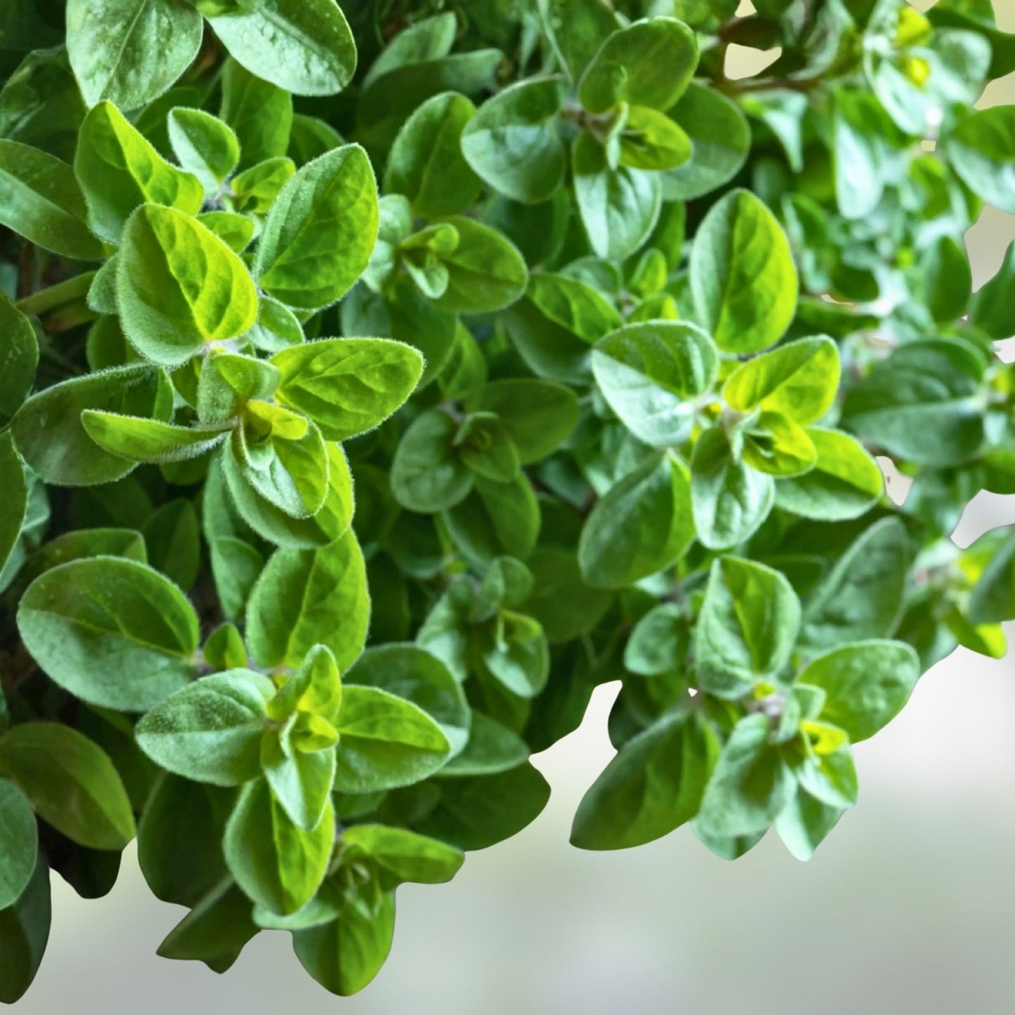 Italian Oregano Herb Seeds, Heirloom, Culinary Herb, Origanum vulgare subsp. hirtum, 20+ Seeds, Live Plant, Starter Plant
