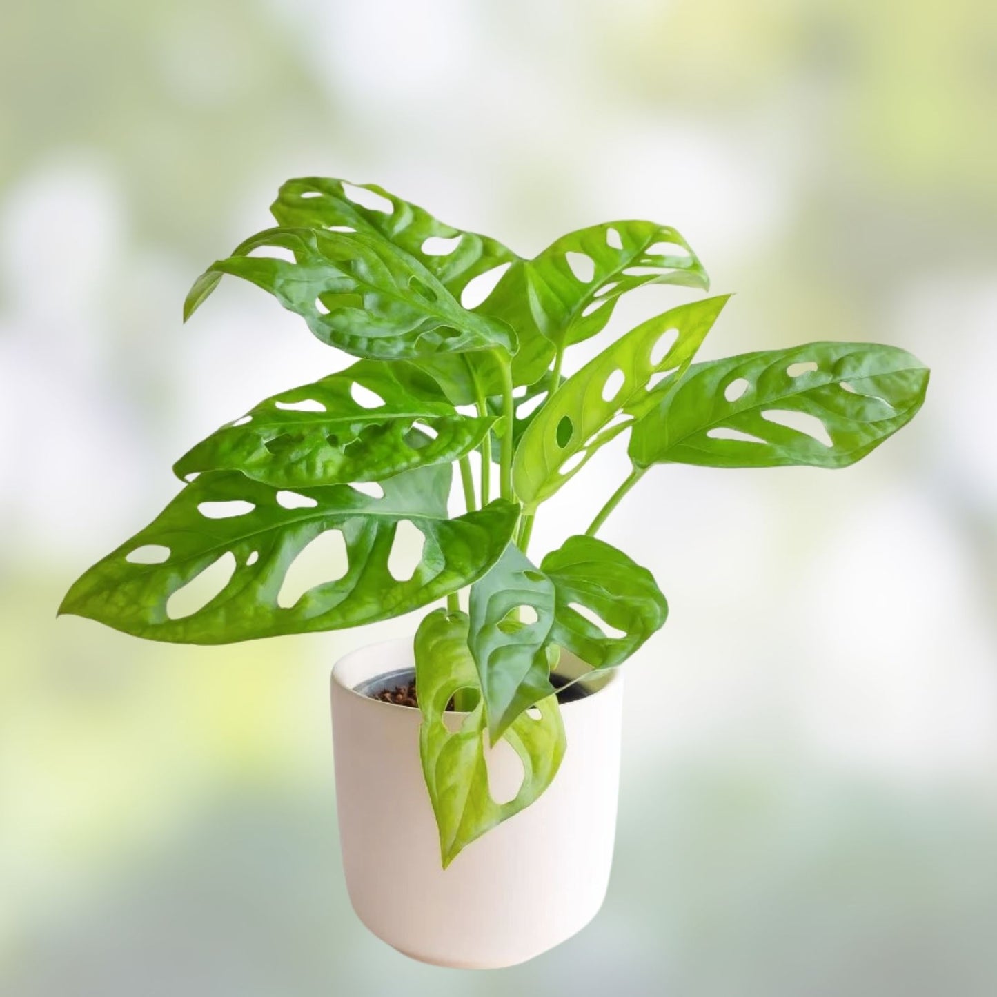 Monstera Peru Plant Cuttings Tropical Houseplant Monstera adansonii Indoor Plant Starter
