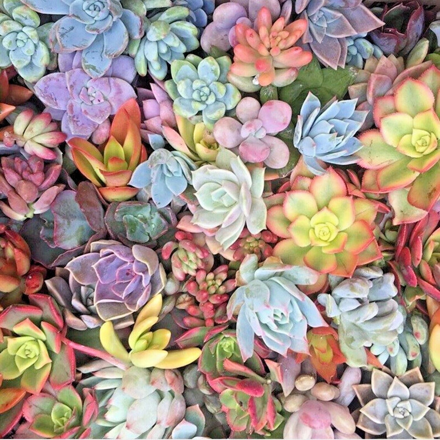 Live Succulent Cuttings 15 Varieties Echeveria Aloe Sedum Planting Crafting Decor
