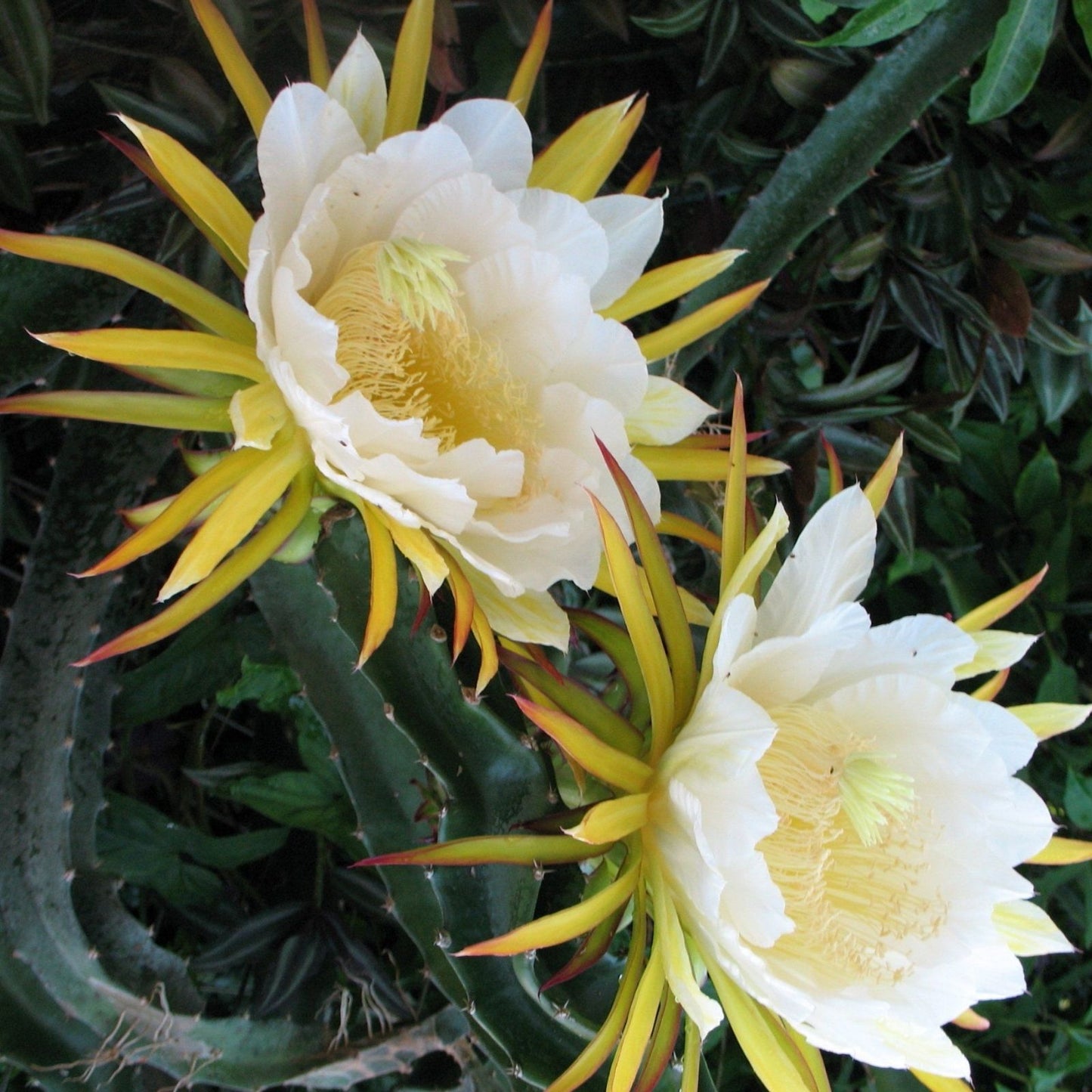 Epiphyllum Orchid Cactus Cuttings 2 Pack White Yellow Succulent Houseplant Live Starter Plants 5-8 Inches