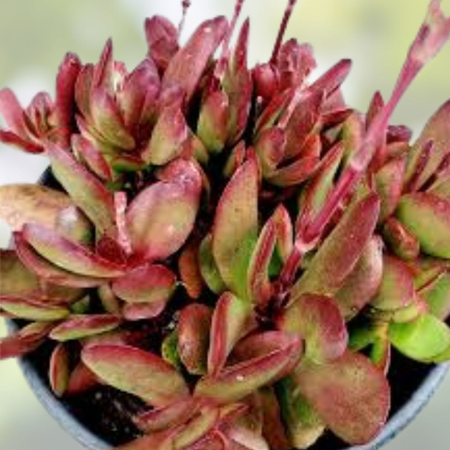 Crassula Clavata Succulent Live Plant 4-inch Bare Root Drought-Tolerant Houseplant Easy Care Garden Decor