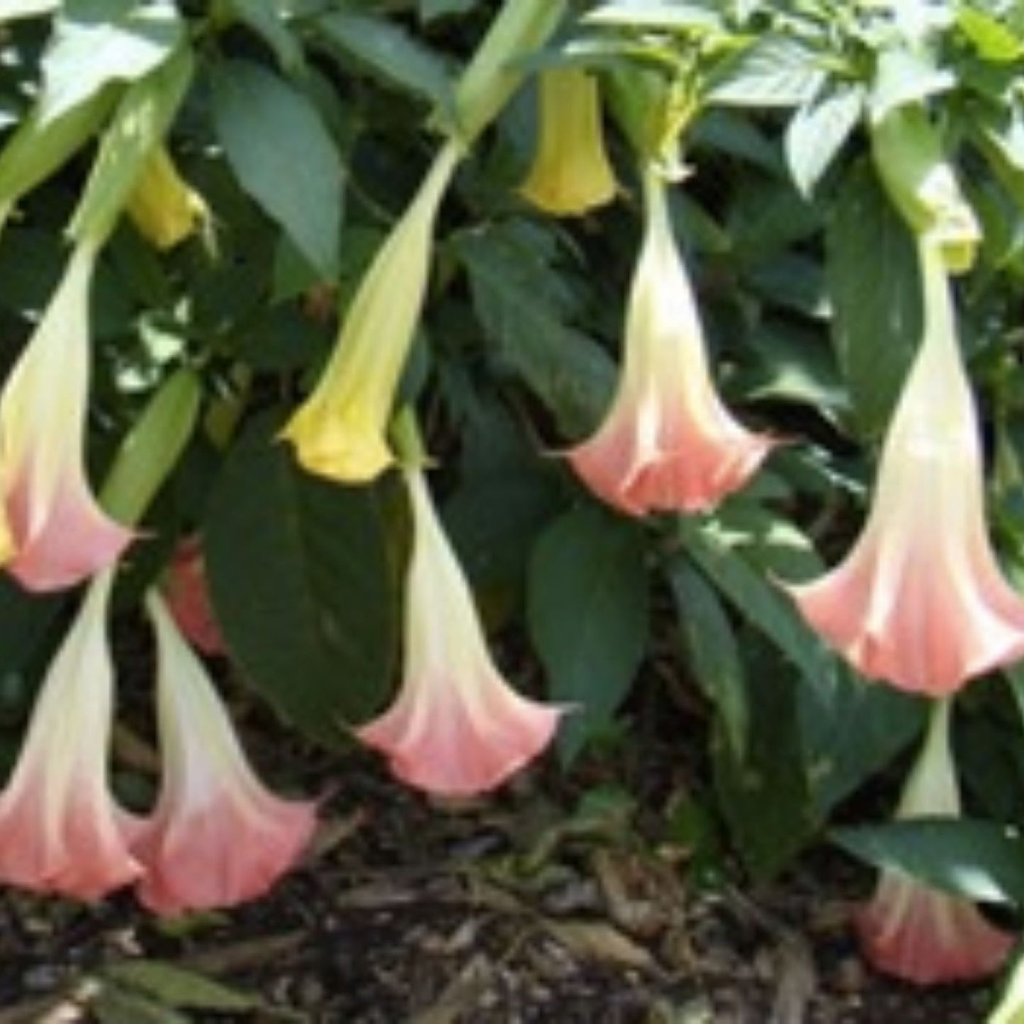 Brugmansia Cuttings Pink Peach Angel Trumpet Live Plant Fragrant Flowers Datura suaveolens Starter Plant