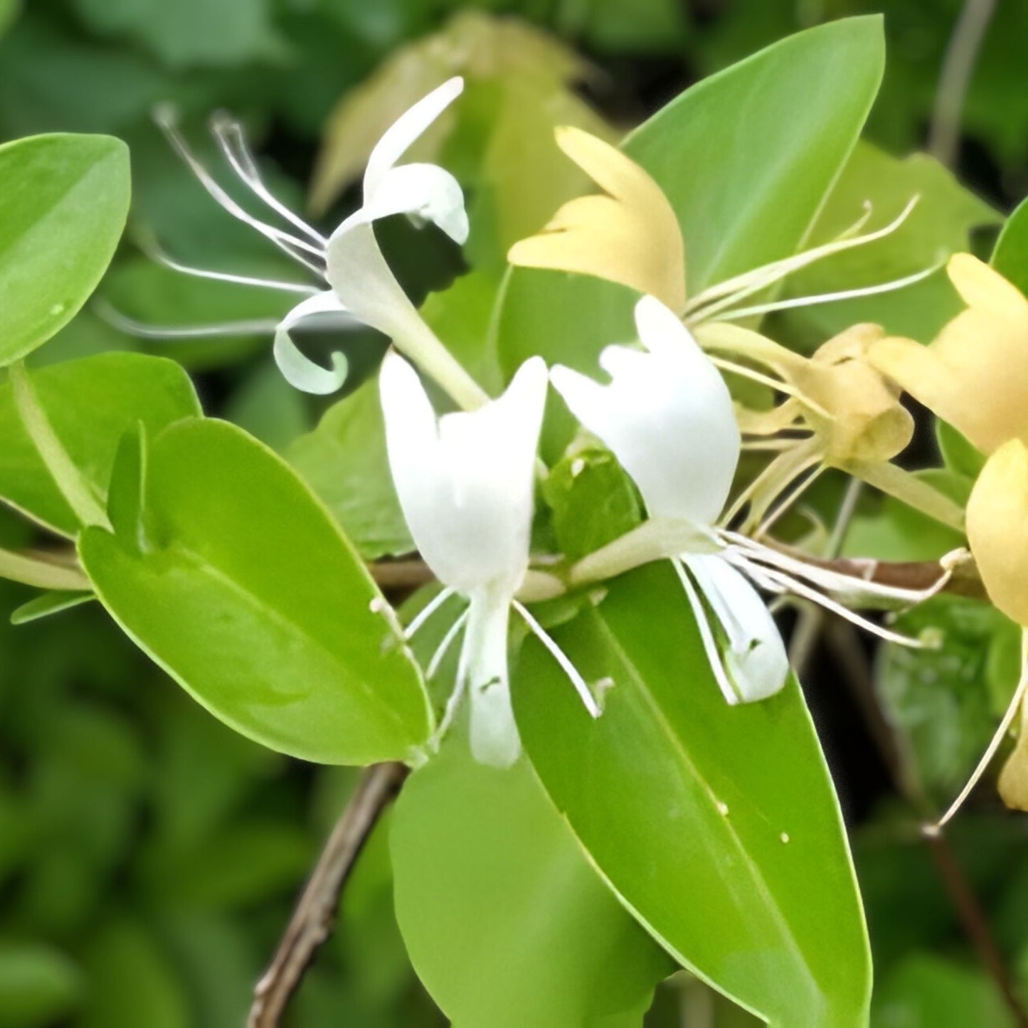 Japanese Honeysuckle Vine Live Rooted Plants Lonicera japonica Fragrant Houseplant Garden Plant