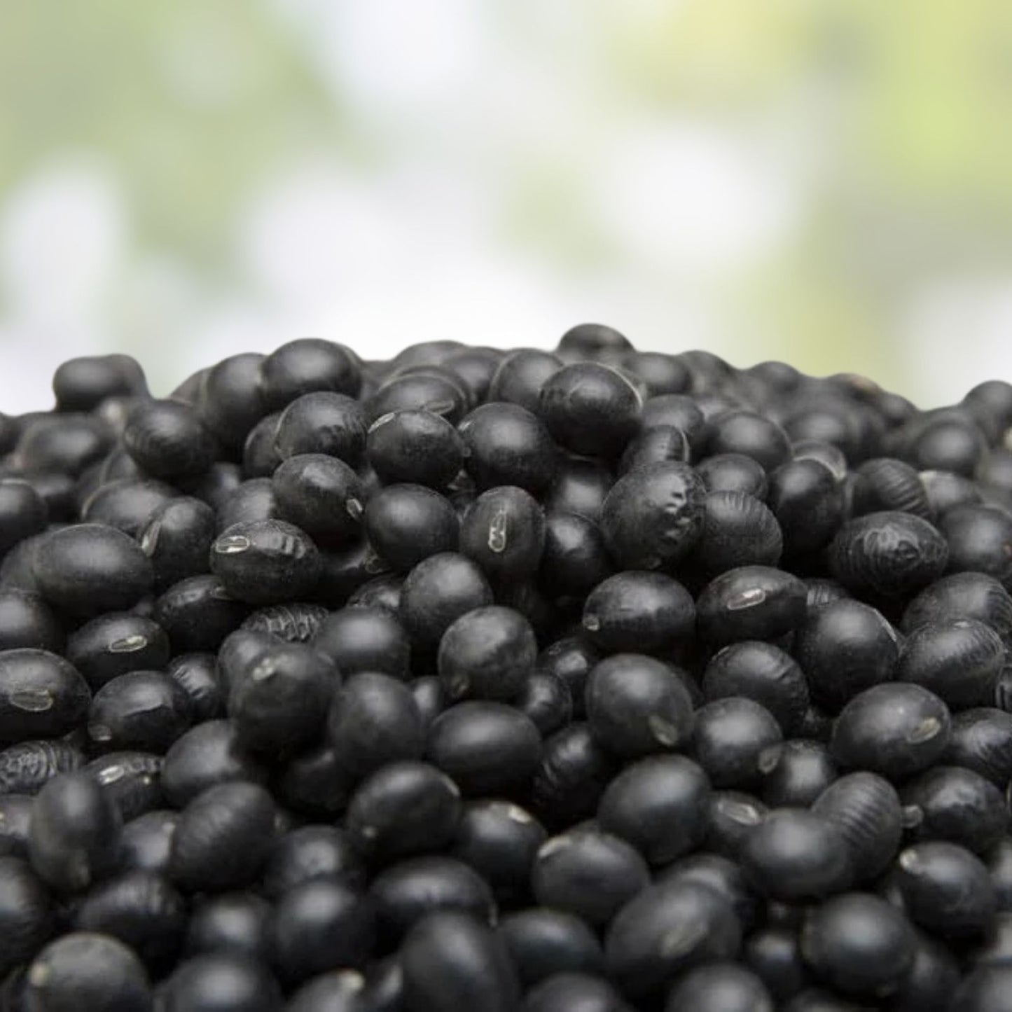 Black Soybean Seeds, Glycine max, Full Season Planting, Live Plant Cutting, Organic, Fast Shipping