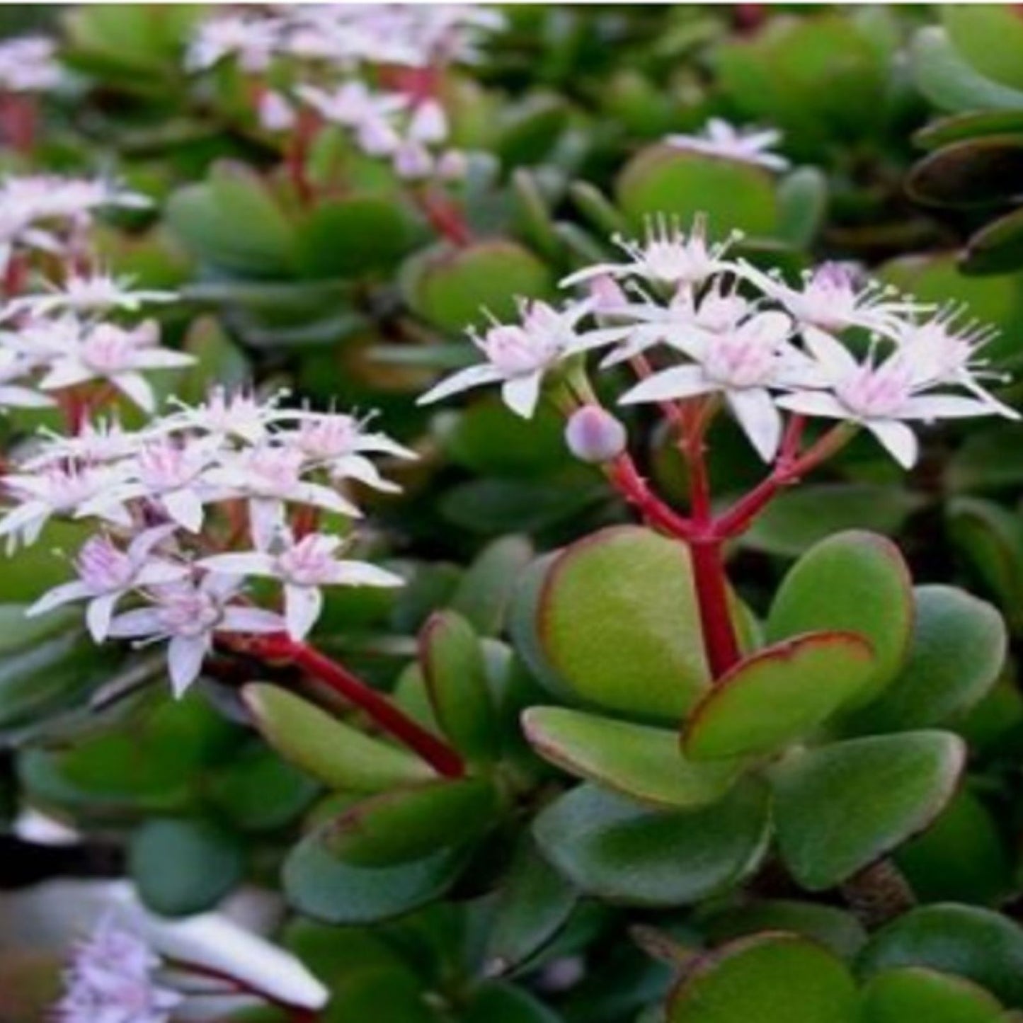 Jade Plant Cuttings Crassula Ovata Succulent Starter Plants Indoor Garden Decor Easy Care Live Plant