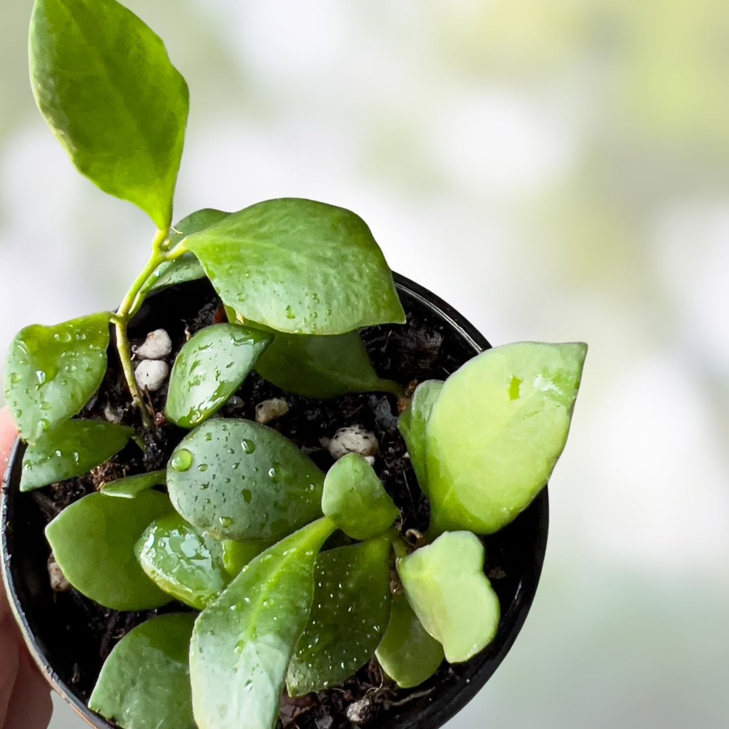 Hoya heuschkeliana Cutting | Live Indoor Houseplant | Trailing Green Foliage | Exotic Wax Plant | Starter Plant