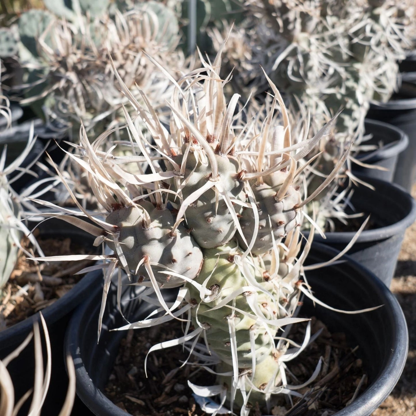 Live Paper Spine Cactus Succulent 4-inch Pot Tephrocactus articulatus papyracanthus Desert Houseplant