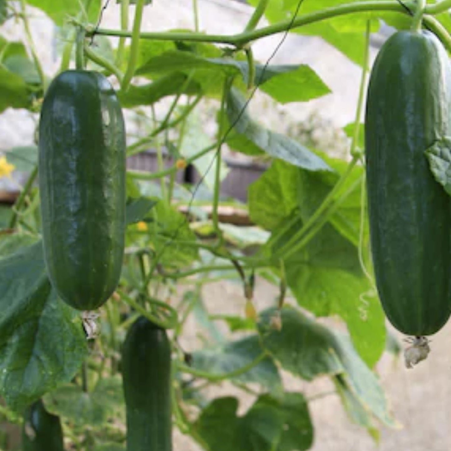 Organic Pickling Cucumber Seeds 100 Count, Cucumis sativus, Non-GMO, USA Grown, Home Garden, Food Preservation, Starter Plant