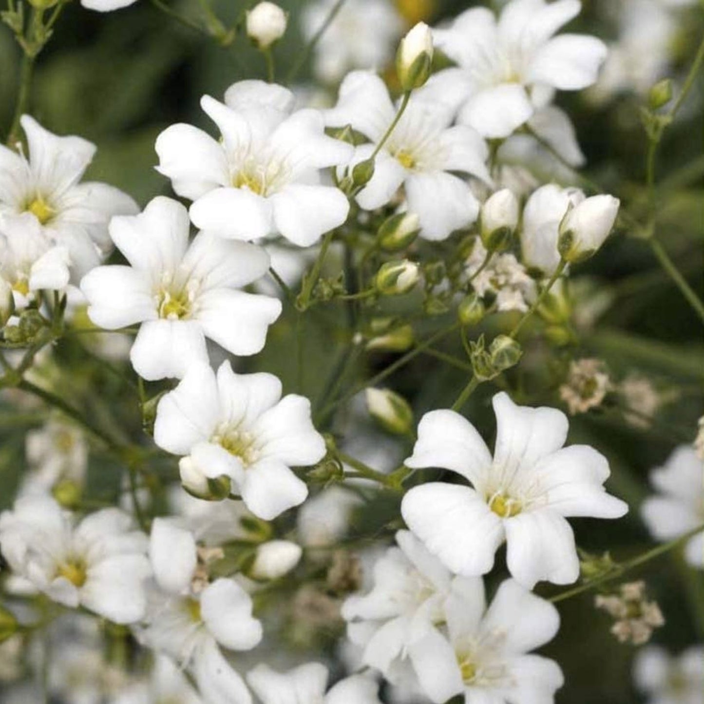 Baby's Breath Seeds 5000 Count Gypsophila elegans Annual Flower Garden Cut Flower Ornamental Seed Pack