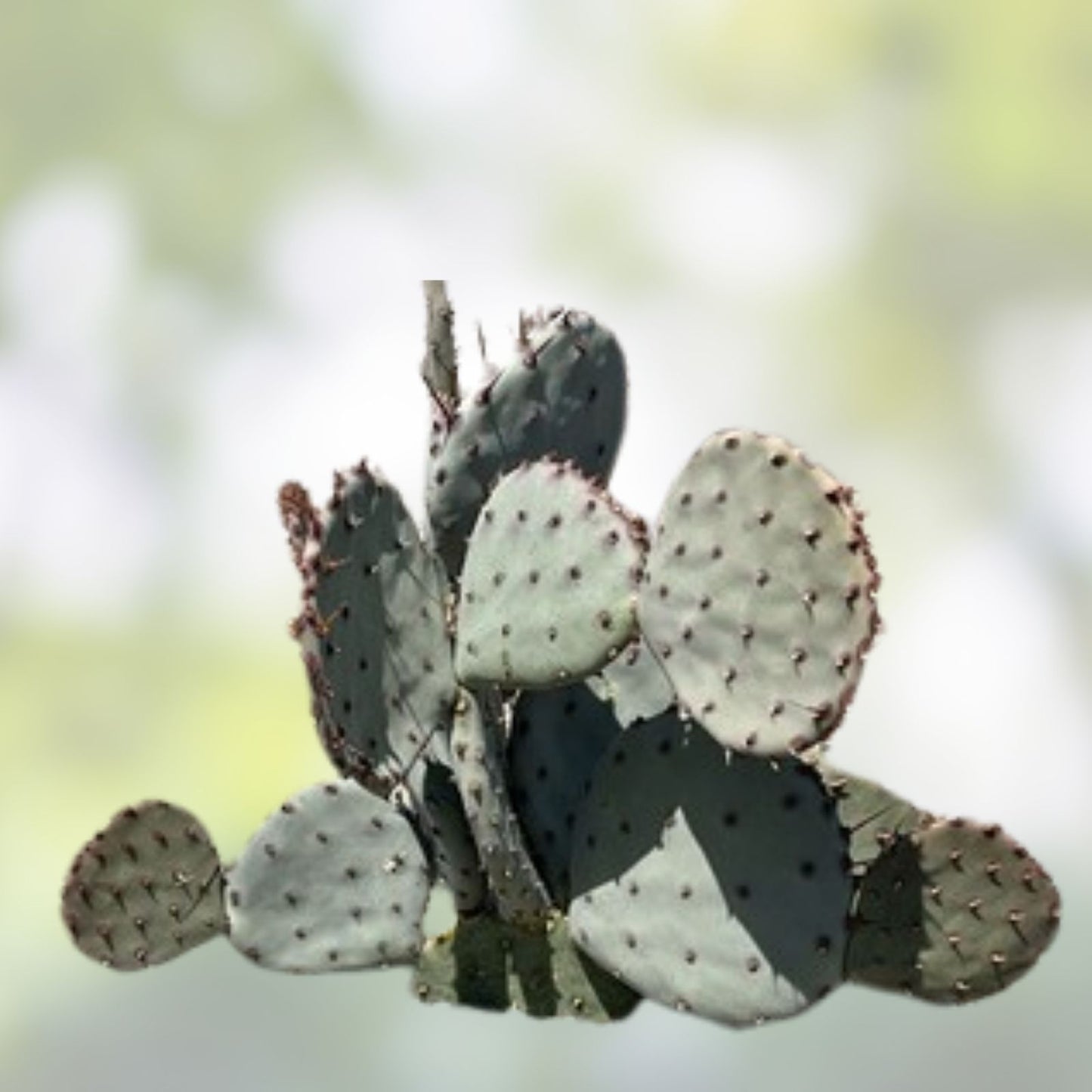 Opuntia Macrocentra Black Spine Prickly Pear Cactus Cutting Live Succulent Plant Indoor Garden Decor