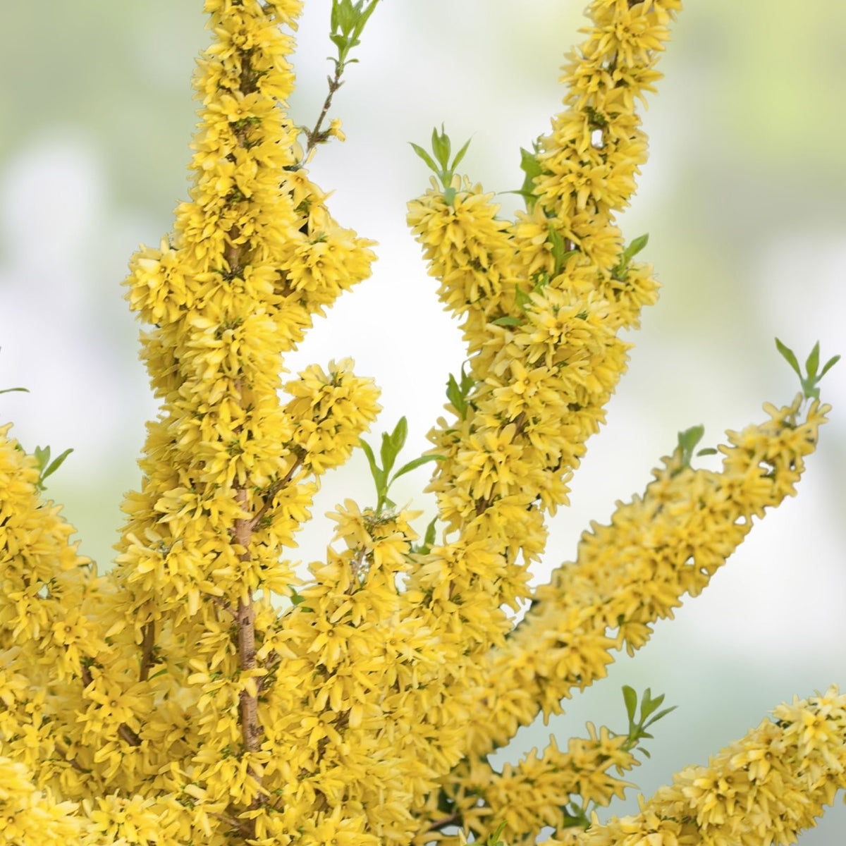 5 Cuttings Yellow Bell Forsythia - Hardy Ornamental Bush Perennial - Forsythia x intermedia - Spring Flowering Shrub - Easy to Grow