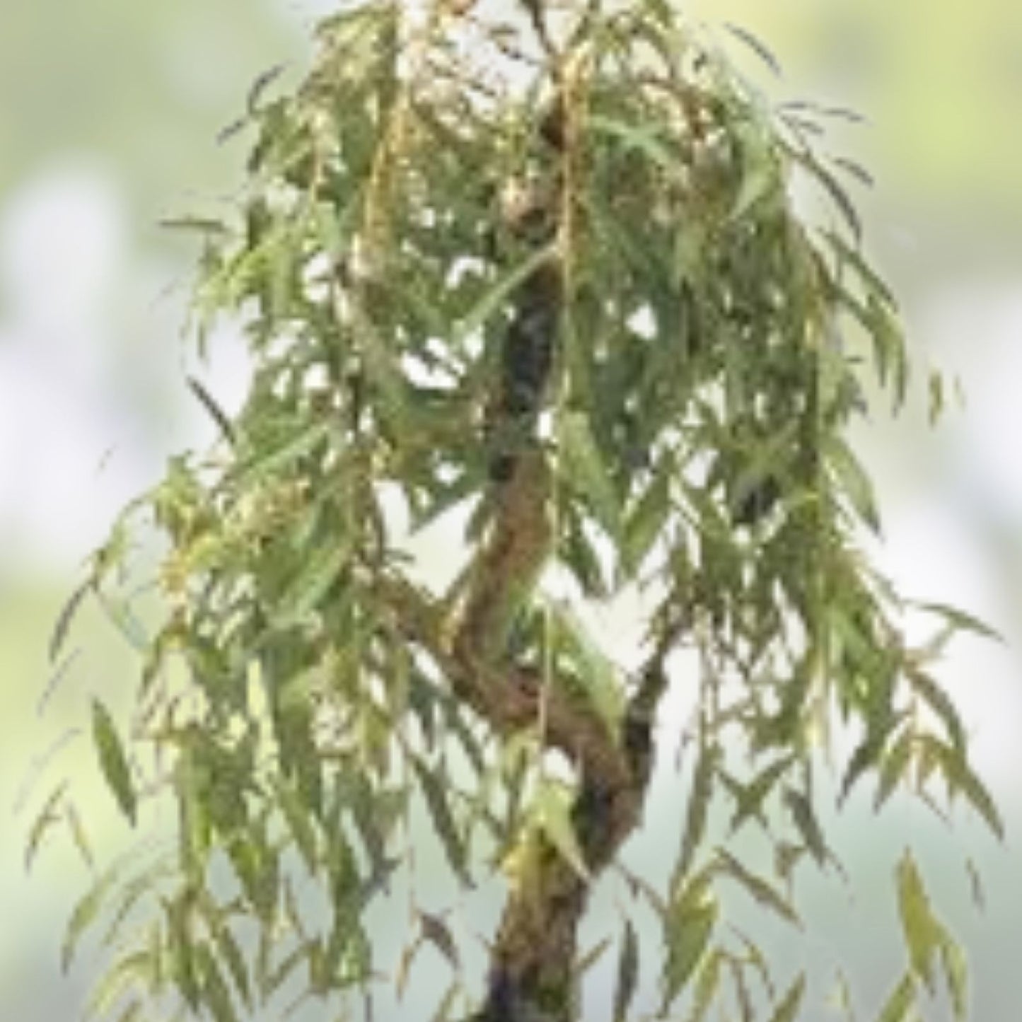 Weeping Willow Bonsai Cutting - Gold Bark, Green Foliage, Live Starter Plant, Salix babylonica, Fast Shipping