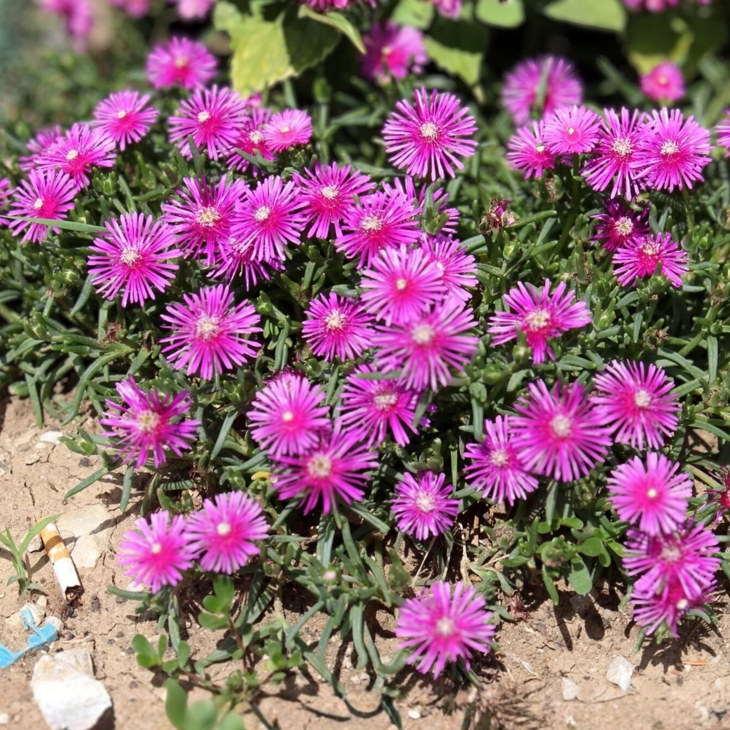 Magenta Ice Plant Cuttings Delosperma cooperi Ground Cover Drought Tolerant Low Maintenance Live Plant